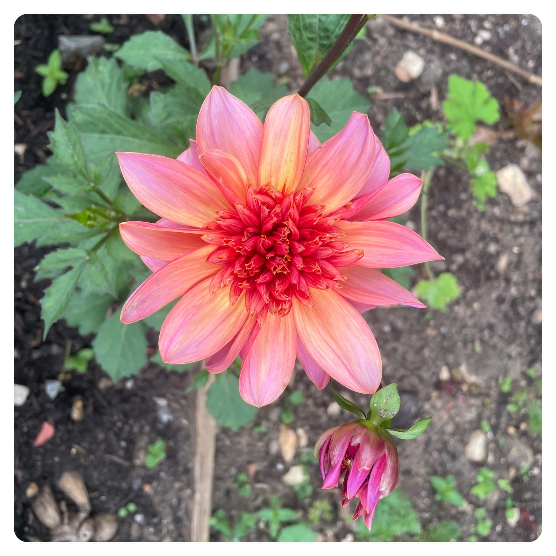 Gentle pottering at the plot