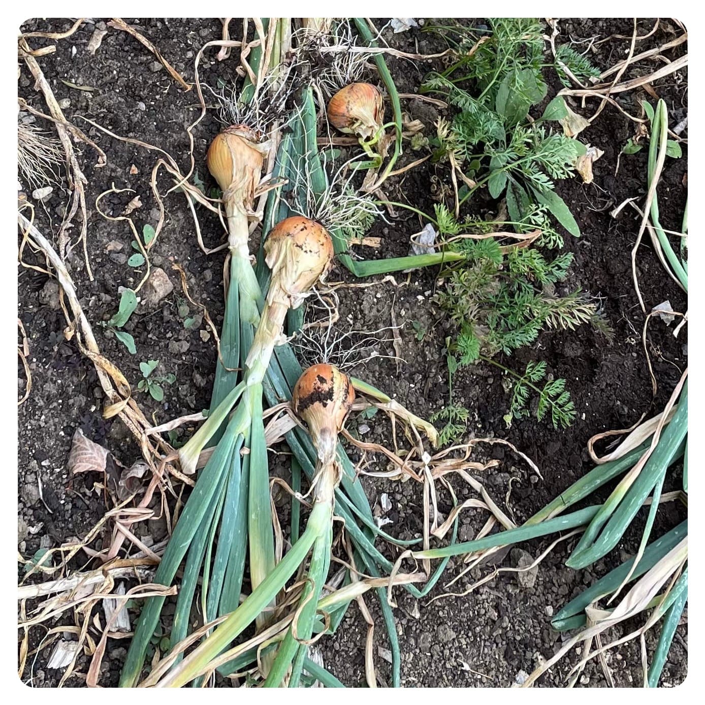 Sun and rain equals weeds (2025)